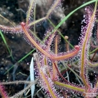 Drosera binata -- Gabelblatt Sonnentau